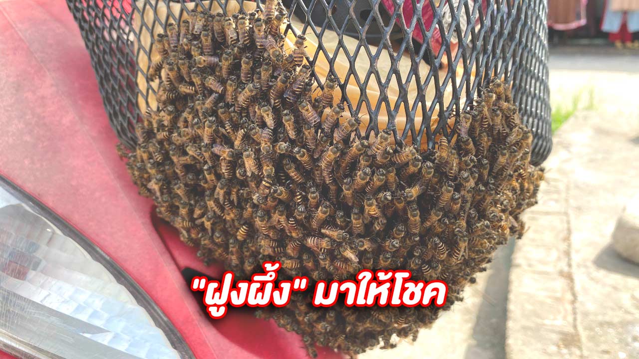 ฝูงผึ้งยึดรถ หวย24